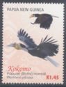 Papuan (Blyth's) Hornbill (Rhyticeros plicatus) - flight