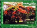 Delonix regia