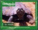 Arrau River Turtle (Podocnemis expansa)