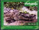 Orinoco Crocodile (Crocodylus intermedius)