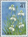 Fringed Orchids (Pecteilis radiata)
