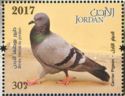 Rock Dove (Columba livia)