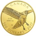 500 Dollars (Red-Tailed Hawk)