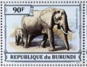 African bush elephant (Loxodonta africana)