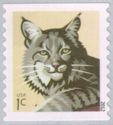 Bobcat (Lynx rufus)