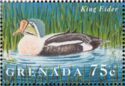 King Eider (Somateria spectabilis)