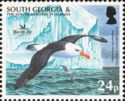 Black-browed Albatross (Thalassarche melanophris), iceberg