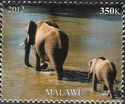 Elephants