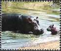 Hippopotamus (Hippopotamus amphibius)