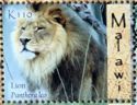 Lion (Panthera leo)