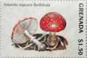 Amanita myscara flavilolvata