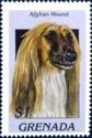 Afghan hound