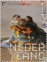 Yellow-bellied Toad (Bombina variegata)