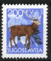 Red Deer (Cervus elaphus)