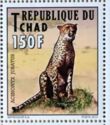Cheetah (Acinonyx jubatus)
