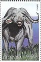 African Buffalo (Syncerus caffer)
