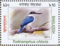 Collared Kingfisher (Todiramphus chloris)