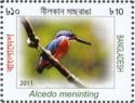 Blue-eared Kingfisher (Alcedo meninting)