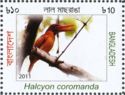 Ruddy Kingfisher (Halcyon coromanda)