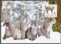 Eurasian Lynx (Lynx lynx)