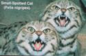 Small-Spotted Cat (NAEIF - Ø)