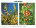 Apples and Apricots of Hunza