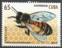 Italian Honeybee (Apis mellifera ligustica)