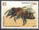 Egyptian Honey Bee (Apis mellifera lamarckii)