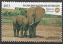 African Elephant (Loxodonto africana)