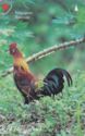 Red Junglfowl