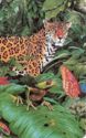 United Artists for Nature (Puzzle 4/4 - frog & head of tiger