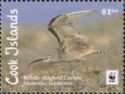 Bristle-thighed Curlew (Numenius tahitiensis)