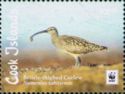 Bristle-thighed Curlew (Numenius tahitiensis)