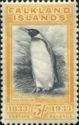King Penguin (Aptenodytes patagonicus)