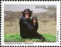 Chimpanzee (Pan troglodytes)