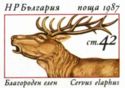 Red Deer (Cervus elaphus)