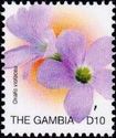 Oxalis violacea