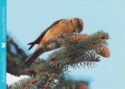Crossbill (Loxia curvirostra)