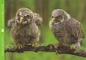 Great Gray Owl (Strix nebulosa)