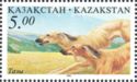 Kazakh Taza (Canis lupus familiaris)