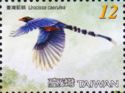 Taiwan Blue Magpie (Urocissa caerulea)
