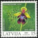 Fly Orchid (Ophrys insectifera)