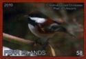 Chestnut-backed Chickadee Poecile rufescens