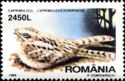 Eurasian Nightjar (Caprimulgus europaeus)