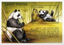 Giant Panda (Ailuropoda melanoleuca)