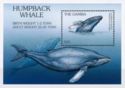 Humpback Whale (Megaptera novaeangliae)