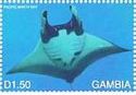 Pacific manta ray