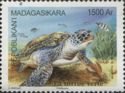 Green Sea Turtle (Chelonia mydas)