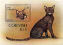 Cornish Rex