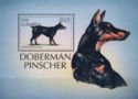 Doberman Pinscher